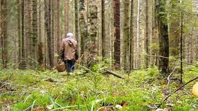В Иглинском районе нашли пенсионера, потерявшегося в лесу